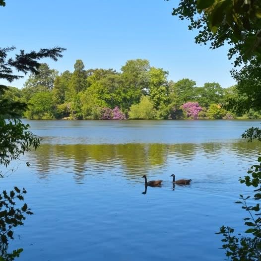 Hartsholme lake